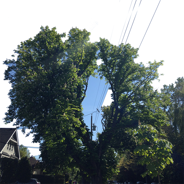 A large, leafy tree with a split trunk stands next to a power pole, with several wires running through its branches on a sunny day in a residential neighborhood.