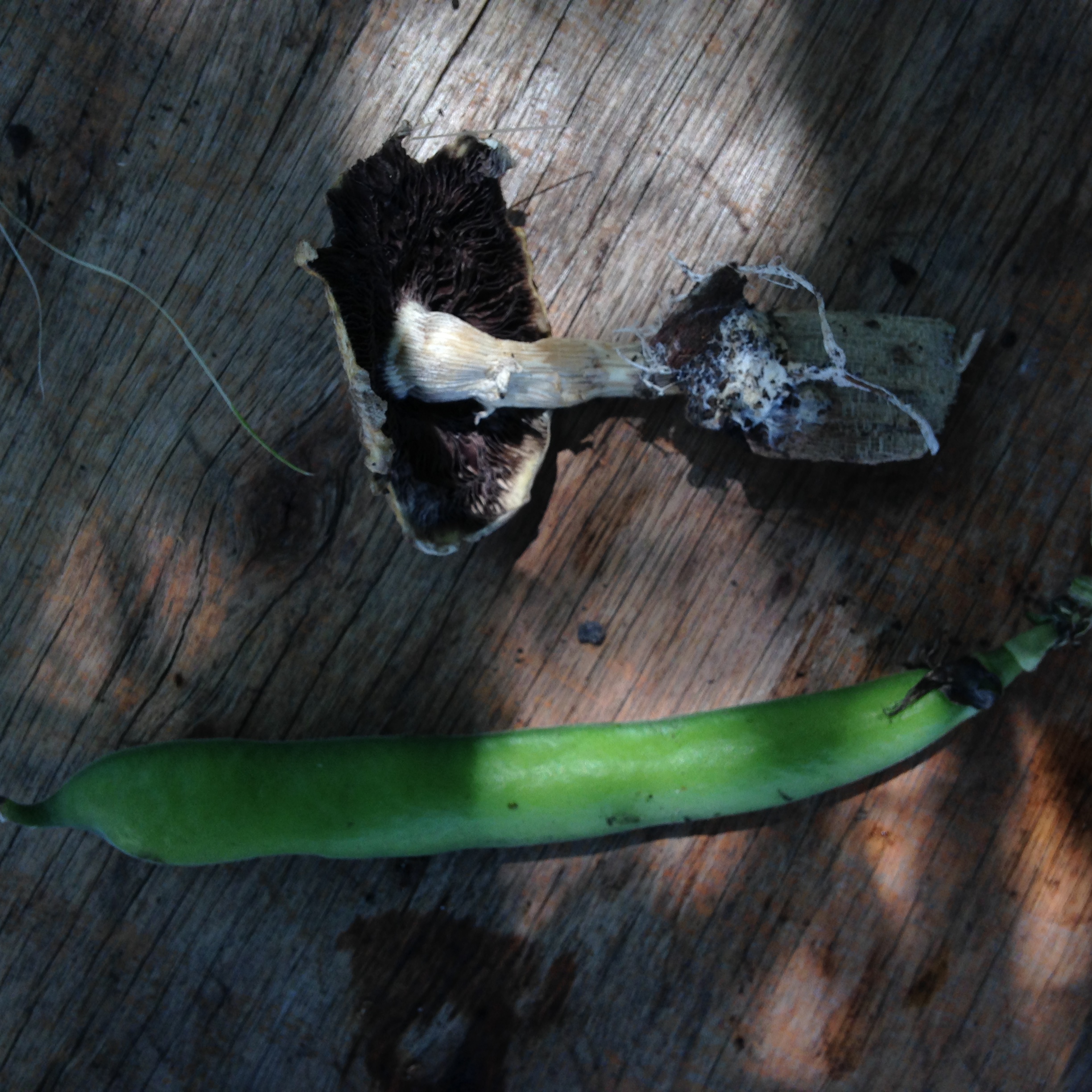 A long green bean and a mushroom with dark gills and a broken stem are placed on a wooden surface.