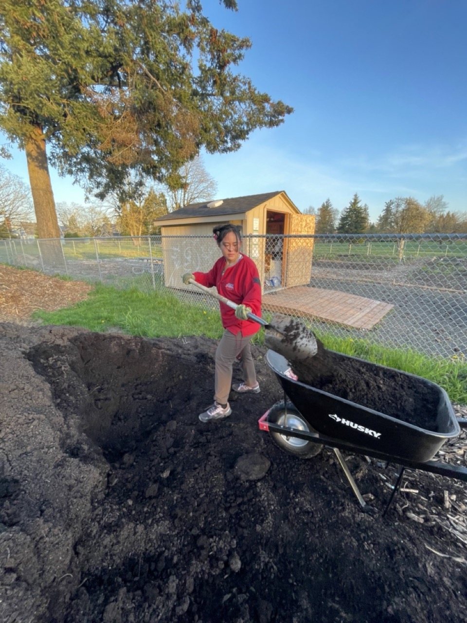 A person is shoveling soil into a wheelbarrow at an outdoor garden area with a shed and a chain-link fence in the background.