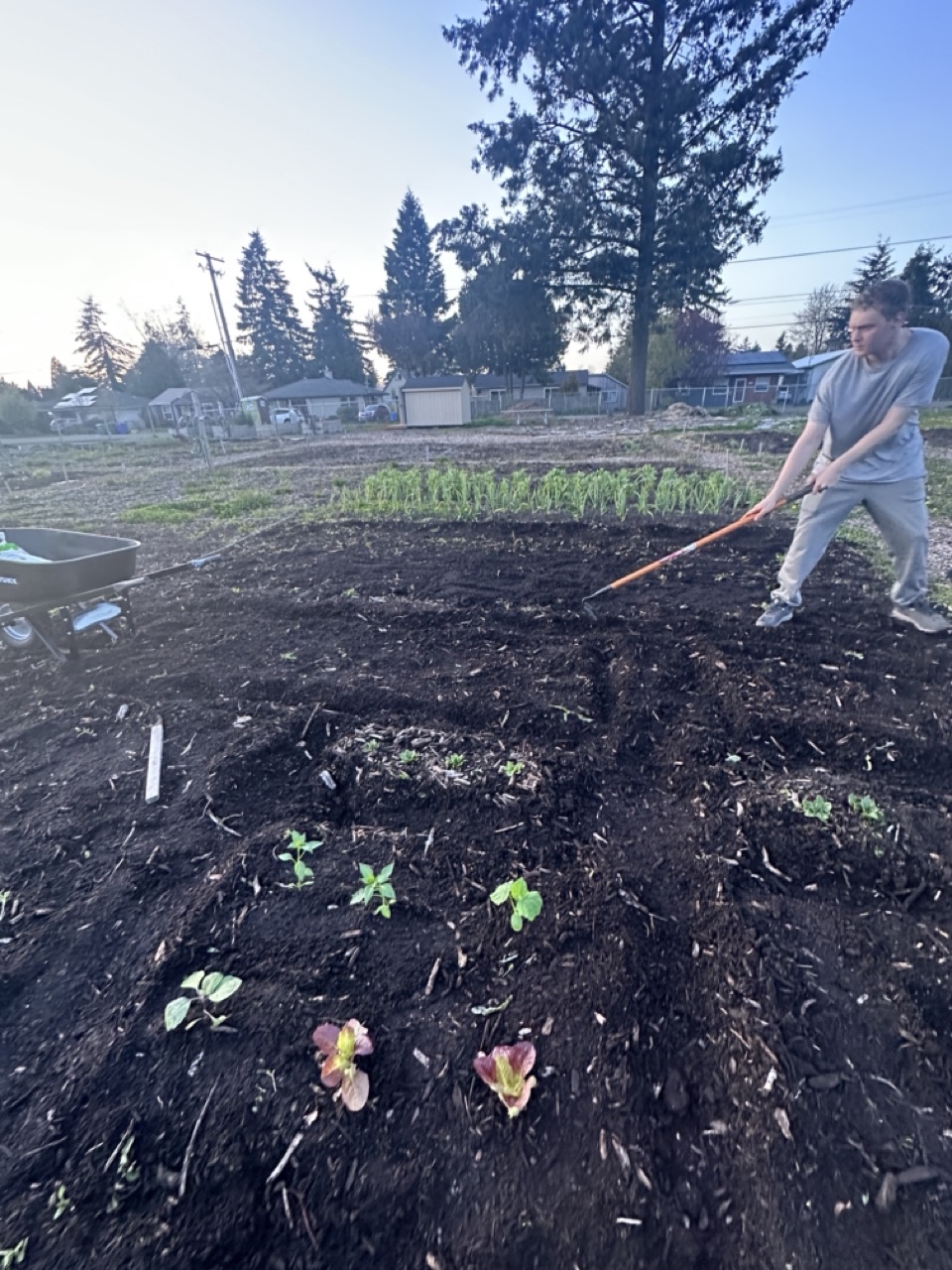 A person in gray clothes is working with a rake in a garden with young plants and soil during early morning or late afternoon.