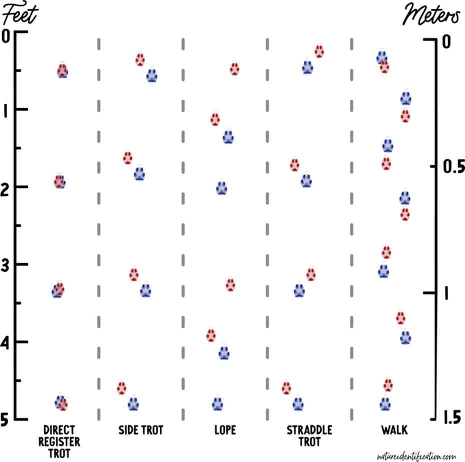 An illustrated chart shows different animal track patterns for direct register trot, side trot, lope, straddle trot, and walk, with red and blue paw prints distributed in each category.