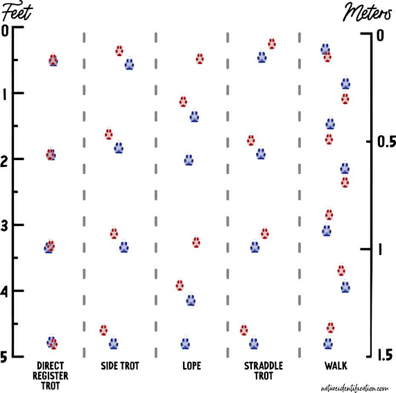 An illustrated chart shows different animal track patterns for direct register trot, side trot, lope, straddle trot, and walk, with red and blue paw prints distributed in each category.