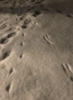 Footprints and animal tracks are visible in the snow under dim lighting.