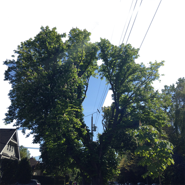 A large, leafy tree with a split trunk stands next to a power pole, with several wires running through its branches on a sunny day in a residential neighborhood.