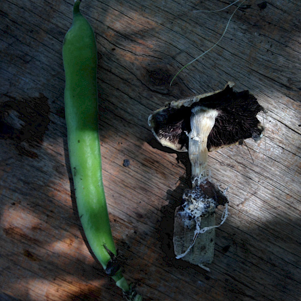 A long green bean and a mushroom with dark gills and a broken stem are placed on a wooden surface.