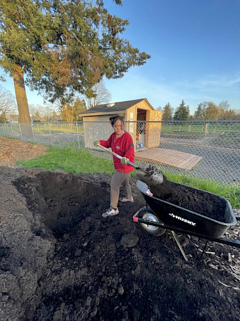 A person is shoveling soil into a wheelbarrow at an outdoor garden area with a shed and a chain-link fence in the background.