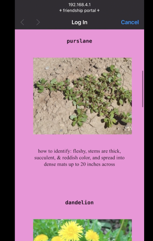 A screenshot displays an identification guide for purslane and dandelion on a pink background, with the image and description of purslane being fleshy, with thick, succulent, and reddish stems spreading into dense mats up to 20 inches across, above a "Log In" button of a "friendship portal" interface at the top.