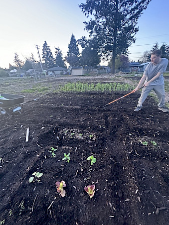 A person in gray clothes is working with a rake in a garden with young plants and soil during early morning or late afternoon.