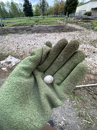 A gloved hand holds a small speckled egg over a garden with tilled soil and green trees in the background.