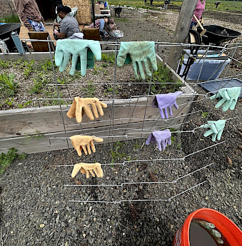 Several gardening gloves in different colors are drying on a wire fence, with people working in a garden area in the background.