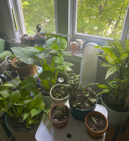 A collection of potted plants is arranged on a surface near a window with green foliage visible outside.