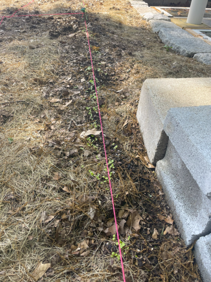 A string stretches along a row of young plants in a garden bed surrounded by dry grass and stones.