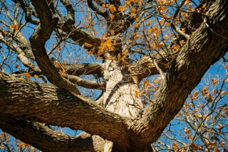 A close-up view looking up at the branches of a large tree with autumn leaves and a clear blue sky in the background.