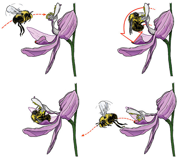 A diagram shows a bee interacting with a purple flower in four stages. The bee approaches, lands on, collects pollen from, and then flies away from the flower, with arrows indicating the sequence of its movements.