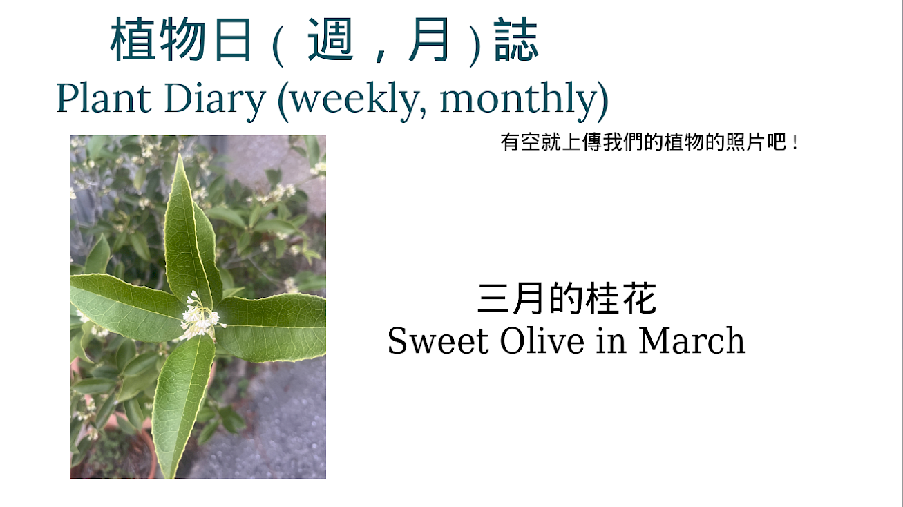 An image titled "Plant Diary (weekly, monthly)" featuring a photo of a sweet olive plant in bloom, accompanied by bilingual text in Chinese and English describing it as "Sweet Olive in March."