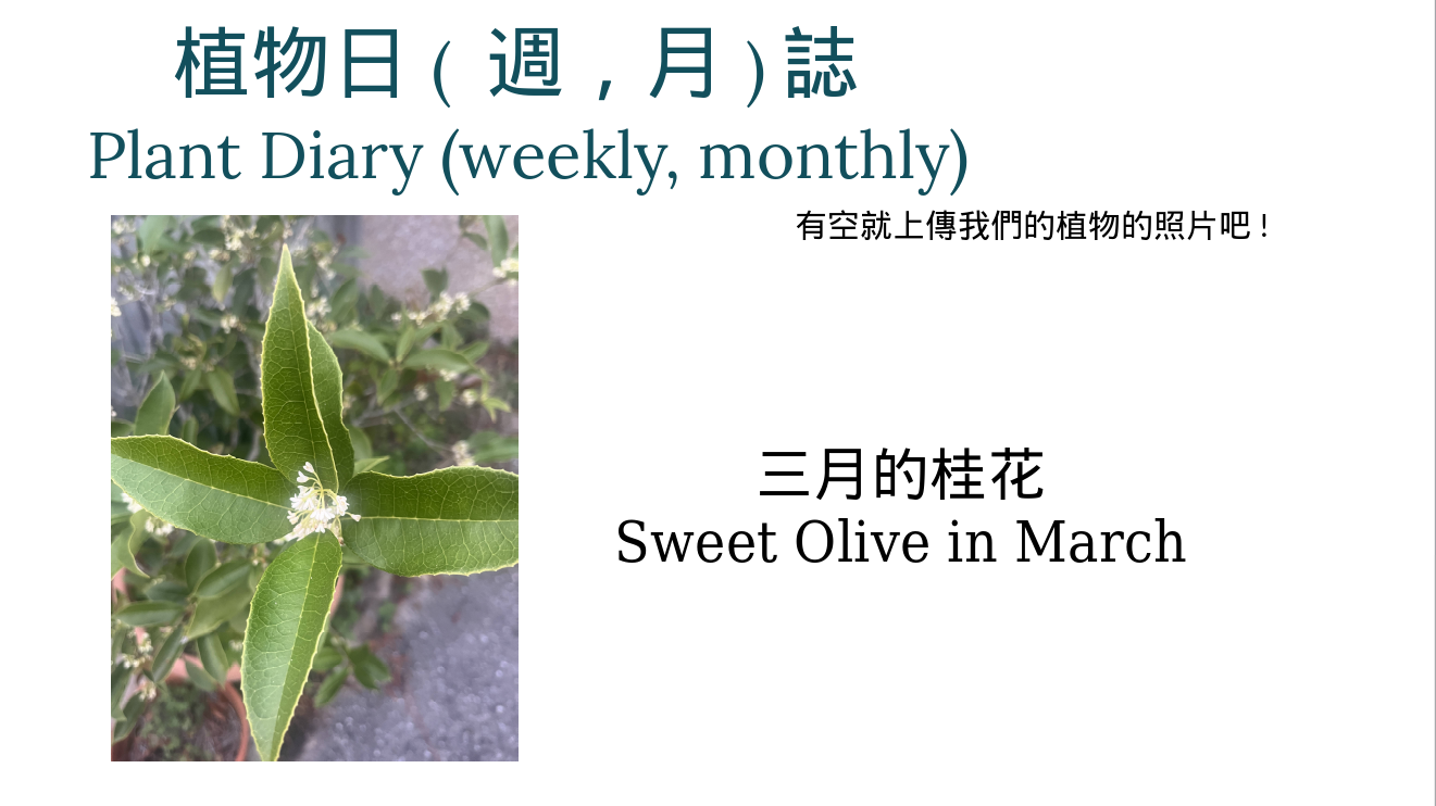 An image titled "Plant Diary (weekly, monthly)" featuring a photo of a sweet olive plant in bloom, accompanied by bilingual text in Chinese and English describing it as "Sweet Olive in March."