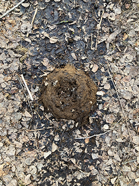 A pile of animal feces is seen on a forest floor covered with dried leaves.